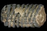 Partial Southern Mammoth Molar - Hungary #111854-3